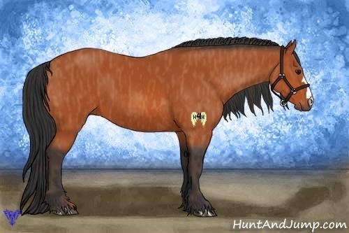 Horse Color:Bay  Brindle