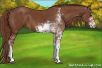 Horse Color:Chestnut Sabino