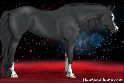 Horse Color:Black Sabino 