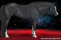 Horse Color:Black Sabino