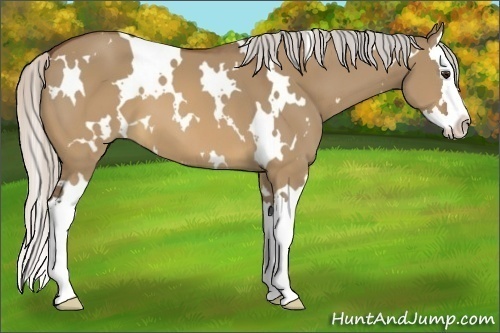 Horse Color:White Spotted Silver Brown Dun Splash 