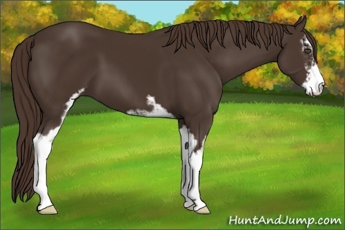 Horse Color:Liver Chestnut Sabino 