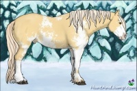 Horse Color:Palomino Dun Sabino 
