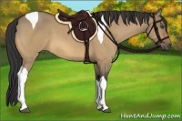 Horse Color:Buckskin Dun Tobiano 