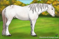 Horse Color:Bay Dun Splash Appaloosa Rabicano 