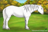 Horse Color:Silver Grullo Appaloosa Rabicano 
