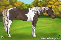 Horse Color:Liver Chestnut Tobiano 