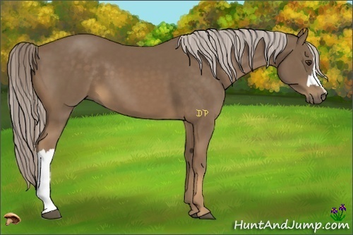 Horse Color:Chocolate Palomino 