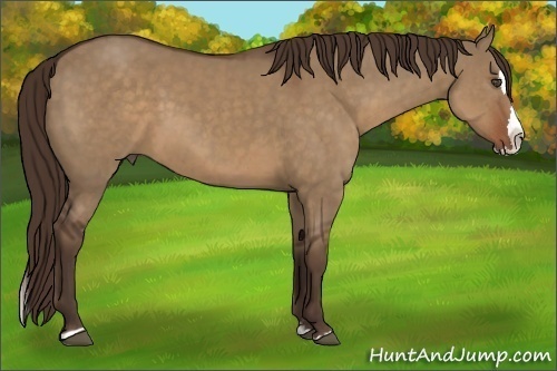 Horse Color:Liver Red Dun Sabino Splash