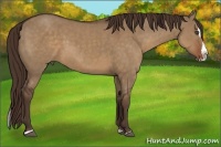 Horse Color:Liver Red Dun Sabino Splash