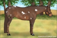 Horse Color:White Spotted Liver Chestnut 