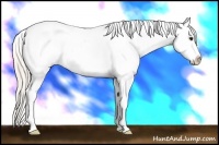 Horse Color:Silver Bay Roan Tobiano Appaloosa 
