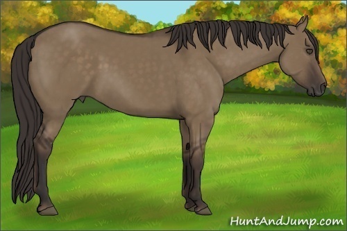 Horse Color:Liver Red Dun 