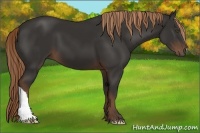 Horse Color:Liver Chestnut