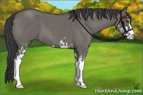 Horse Color:Grullo Roan Sabino