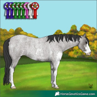 Horse Color:Grullo Roan Sabino 