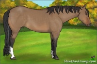 Horse Color:Bay Dun Sabino Tobiano 