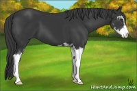 Horse Color:Black Sabino 