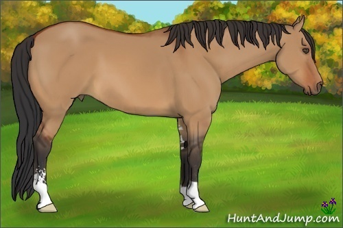 Horse Color:Bay Dun Sabino 