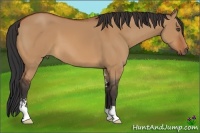 Horse Color:Bay Dun Sabino