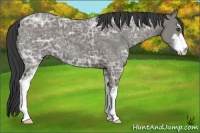 Horse Color:Grullo Ice Sabino