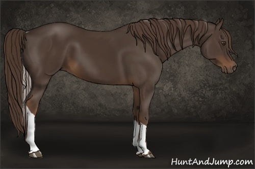 Horse Color:Liver Chestnut Tobiano 