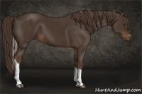 Horse Color:Liver Chestnut Tobiano 