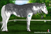 Horse Color:Silver Black Chinchilla Splash