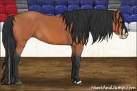 Horse Color:Bay Roan Splash