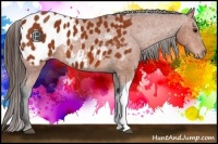 Horse Color:Bay Appaloosa 