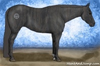 Horse Color:Black  Brindle