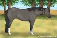 Horse Color:Grullo 