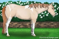 Horse Color:Buckskin Pearl Tobiano Rabicano