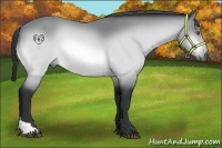Horse Color:Bay Chinchilla Tobiano