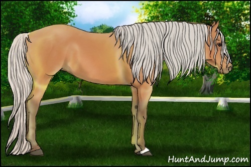 Horse Color:Silver Bay 