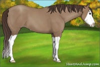 Horse Color:Classic Champagne Splash
