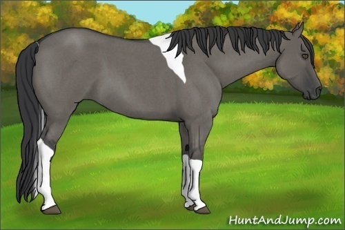 Horse Color:Grullo Roan Tobiano