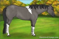Horse Color:Grullo Roan Tobiano