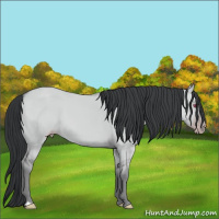 Horse Color:Classic Champagne Chinchilla Dun 