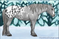 Horse Color:Black Blanket 