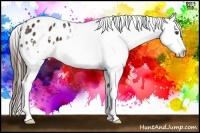 Horse Color:Liver Chestnut Sabino Appaloosa 