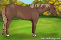Horse Color:Unknown 