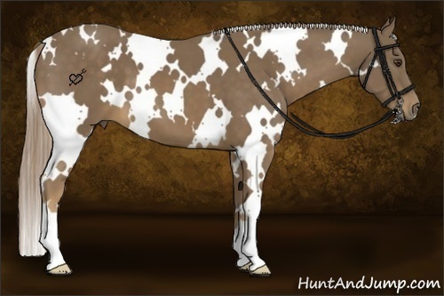 Horse Color:White Spotted Chocolate Palomino 