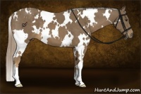 Horse Color:White Spotted Chocolate Palomino