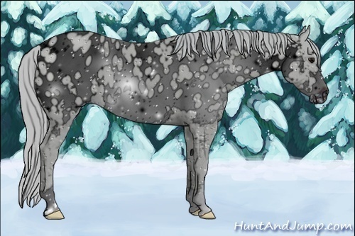 Horse Color:ERROR: UNKNOWN ANOMALY