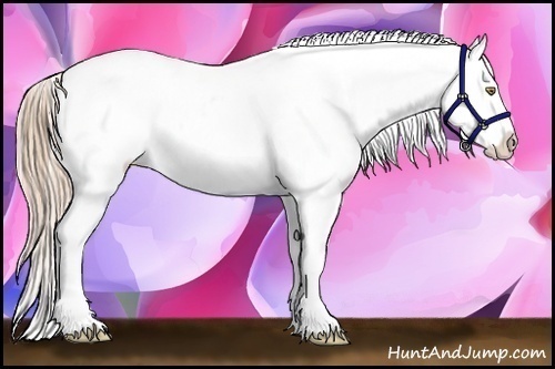 Horse Color:Chestnut Pearl Splash Appaloosa Rabicano 