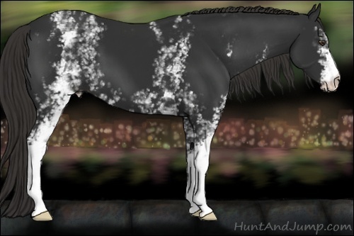 Horse Color:White Spotted Liver Chestnut 