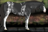 Horse Color:White Spotted Liver Chestnut 
