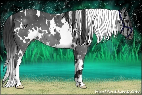 Horse Color:White Spotted Black 