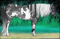 Horse Color:White Spotted Black